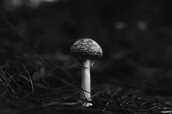 漆黑的黑色蘑菇-黑色蘑菇象征危险